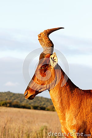 Vertical Red Harte-beest - Alcelaphus buselaphus caama Stock Photo