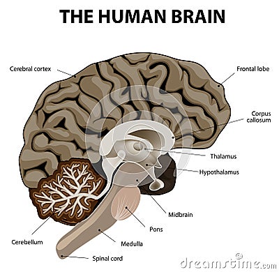 Vertical section of a human brain Vector Illustration