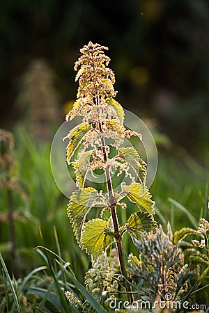 Vertical selective focus shot of a Backlit Stinging Nettle branch under the sunlight Stock Photo