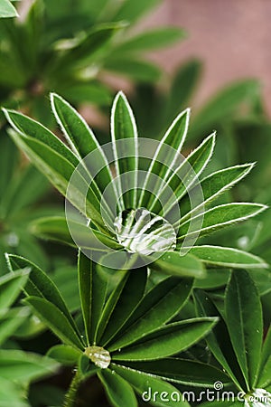 Vertical selective focus shot of a big drop of morning dew on an exotic green plant Stock Photo