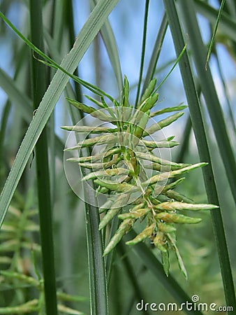 Vertical selective focus shot of paper reed in the field Stock Photo