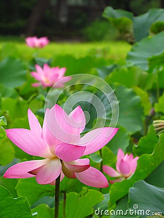 Vertical selective focus shot of a pink blossoming lotus flower in a field Stock Photo
