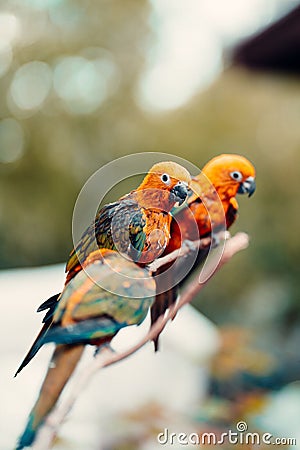 Vertical selective focus shot of three conure birds perched on a branch Stock Photo