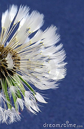 Vertical selective focus shot of the white petals of a dandelion on a blue background Stock Photo