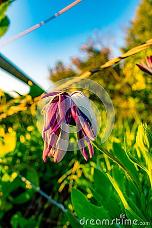 Vertical selective focus shot of a wilted colorful flower in a field- for mobile wallpaper Stock Photo