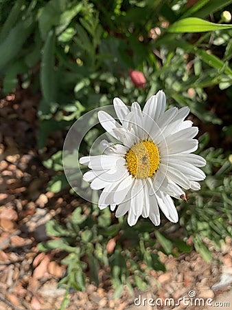 Vertical shallow focus closeup shot of a daisy flower in a park Stock Photo