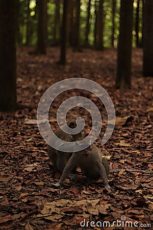 Vertical shot of an adorable macaques in an evergreen forest Stock Photo