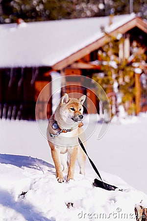 Vertical shot of an adorable Shiba Inu dog in the park on a sunny winter day Stock Photo