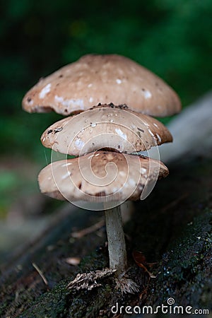 Vertical shot of Agaricus campestris mushrooms growing Stock Photo