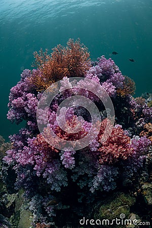 Vertical shot of the Alcyonacea soft corals underwater Stock Photo