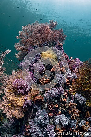 Vertical shot of the Alcyonacea soft corals underwater Stock Photo