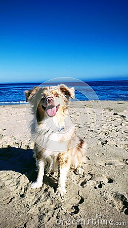 Vertical shot of a beautiful Australian Shepard dog on a shore Stock Photo