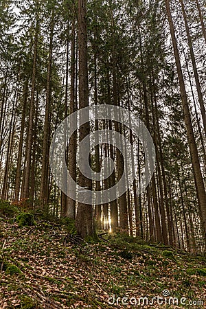 Vertical shot of a beautiful autumn forest in Baden-Wurtemberg, Germany Stock Photo