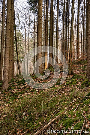 Vertical shot of a beautiful autumn forest in Baden-Wurtemberg, Germany Stock Photo