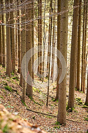 Vertical shot of a beautiful autumn forest in Baden-Wurtemberg, Germany Stock Photo