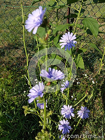 Vertical shot of beautiful Chicory flower Stock Photo