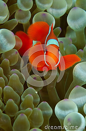 Vertical shot of a beautiful clownfish in a green sea anemone Stock Photo