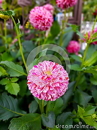 Vertical shot of beautiful and elegant pink dahlias. Stock Photo