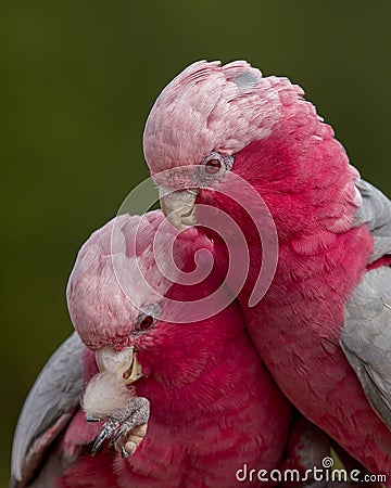 Vertical shot of a beautiful galah at Banham Zoo, Norfolk, England Stock Photo