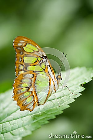 Vertical shot of a beautiful Malachite Butterfly (Siproeta Stelenes) resting on a green leaf Stock Photo