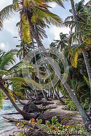 Vertical shot of a beautiful scenery of palm trees at the beach in San Blas Islands, Panama Stock Photo