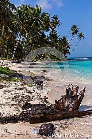 Vertical shot of a beautiful scenery of palm trees at the beach in San Blas Islands, Panama Stock Photo