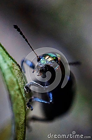 Vertical shot of a beetle from Tianmu mountain in Hangzhou, China Stock Photo