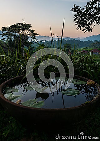 Vertical shot of a big pot with water surrounded by plants in Bali, Indonesia Stock Photo