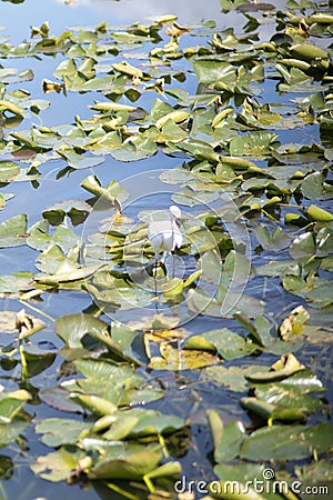 Vertical shot of a bird and green fall leaves in pond lake water Stock Photo