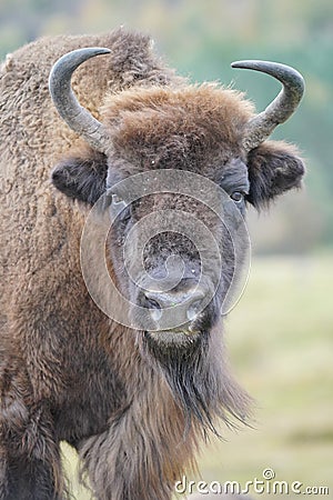 Vertical shot of a bison in Highland Wildlife Park, Kincraig, Kingussie, Scotland Stock Photo