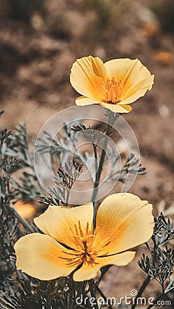 Vertical shot of blooming California poppies in a field under the sunlight with a blurry background Stock Photo