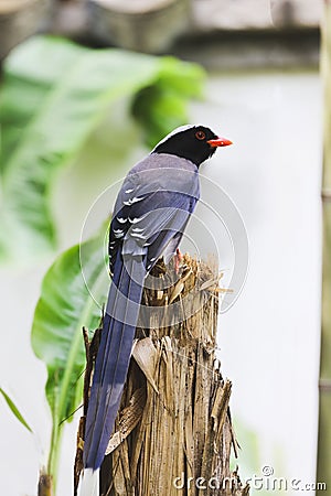 Vertical shot of a blue magpie bird perched on a wood stump Stock Photo