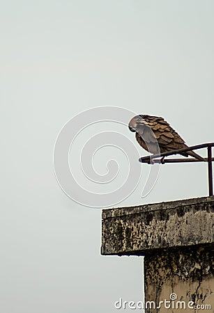 Vertical shot of a brown dove perched on a metal pole in Deyang, China Stock Photo