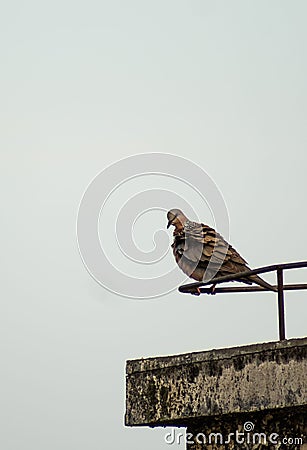 Vertical shot of a brown dove perched on a metal pole in Deyang, China Stock Photo