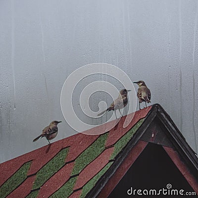 Vertical shot of brown woodpecker birds perched on a roof on a rainy day Stock Photo