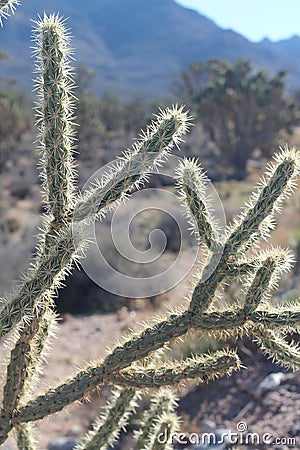 Vertical shot of Buckhorn cholla (Cylindropuntia acanthocarpa) in a desert Stock Photo