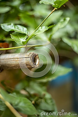 Vertical shot of chipped wood and green leaves on a blurred background Stock Photo