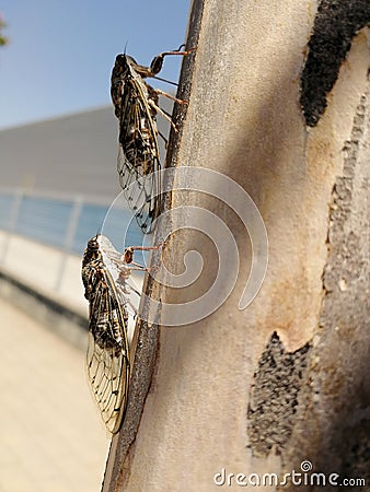 Vertical shot of cicadas on a tree trunk Stock Photo