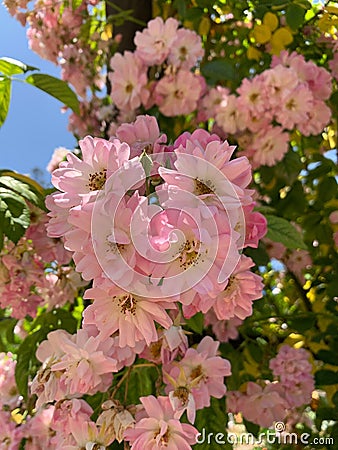 Vertical shot of clair matin roses Stock Photo