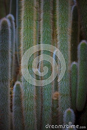 Vertical shot of Cleistocactus hyalacanthus cacti showing needle clusters Stock Photo