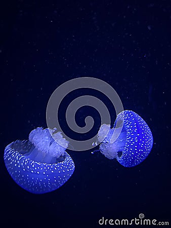 Vertical shot of a couple of jellyfish swimming underwater Stock Photo