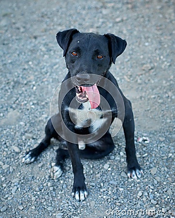 Vertical shot of a cute black Patterdale Terrier dog sitting on the asphalt ground Stock Photo