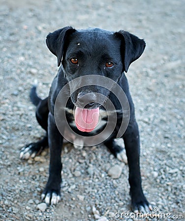 Vertical shot of a cute black Patterdale Terrier dog Stock Photo