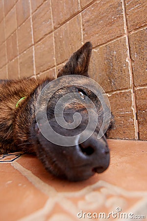 Vertical shot of a cute Dutch Shepherd Dog lying on the floor Stock Photo