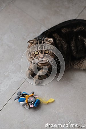 Vertical shot of a cute fluffy Scottish Fold cat playing with a dressed-up toy mouse Stock Photo