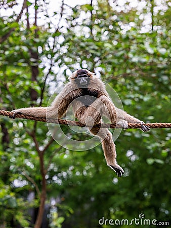 Vertical shot of a cute Gibbon (Hylobatidae) sitting on a rope with trees in the background Stock Photo