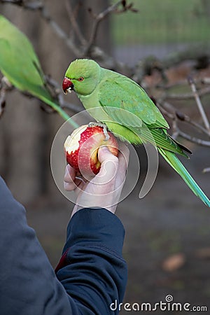 Vertical shot of a cute Rose-ringed parakeet perched on a hand and eating an apple Stock Photo