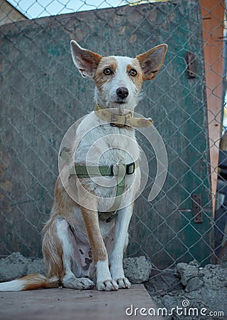 Vertical shot of a cute unusual half-breed white-brown dog with a martingale dog collar Stock Photo