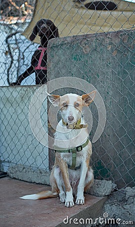 Vertical shot of a cute unusual half-breed white-brown dog with a martingale dog collar Stock Photo