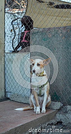 Vertical shot of a cute unusual half-breed white-brown dog with a martingale dog collar Stock Photo